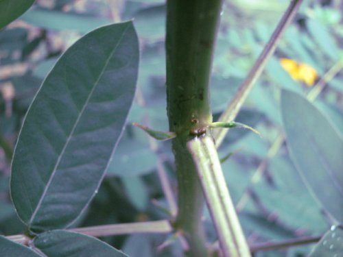 Maryland Senna (Cassia marilandica)