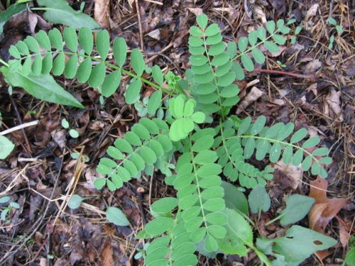 Canada Milkvetch (Astragalus canadensis)