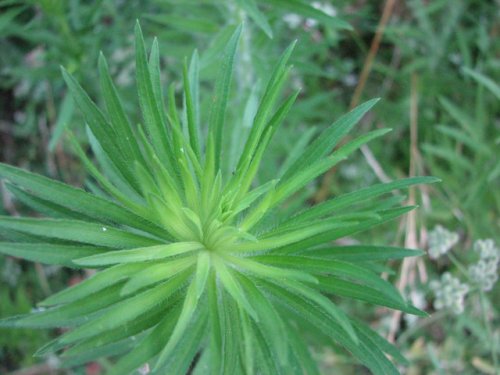 Tall Horseweed (Conyza canadensis)