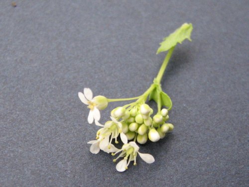 Whitetop (Lepidium draba)