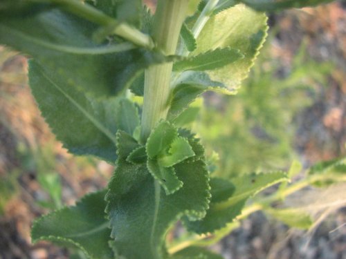 Curly-top Gumweed (Grindelia squarrosa)