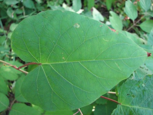 Bigroot morning glory (Ipomoea pandurata)