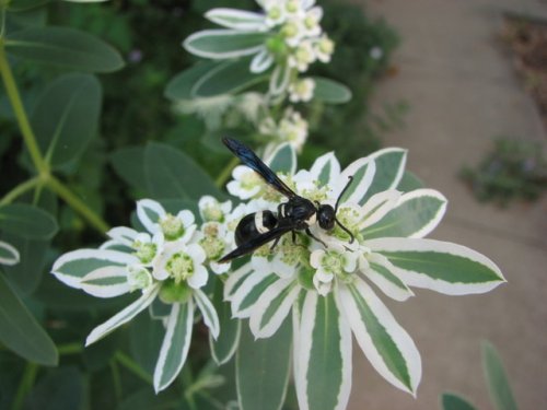 Snow on the Mountain (Euphorbia marginata)