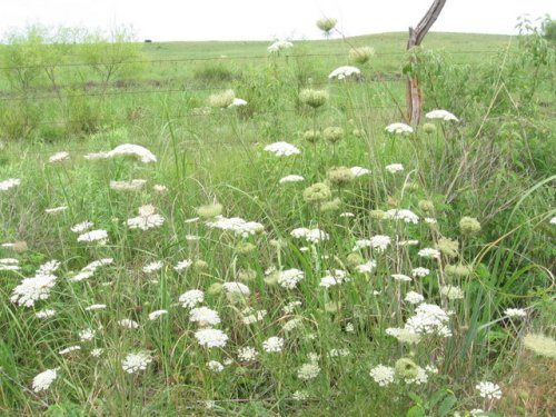 Wild Carrot (Daucus carota)