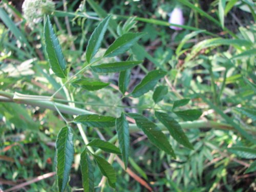 Water Hemlock (Cicuta maculata)