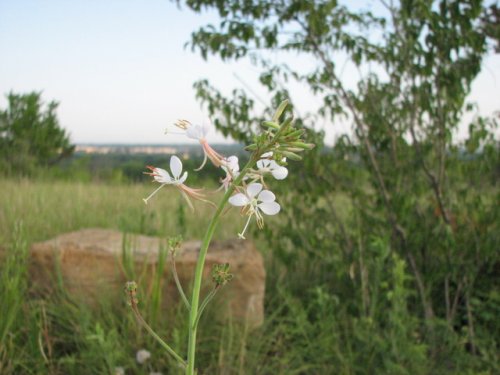 Longflower Beeblossom (Gaura longiflora)