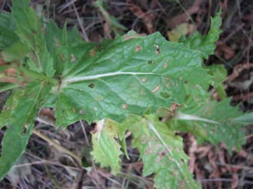 Moth Mullein (Verbascum blattaria)