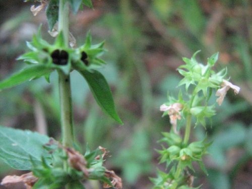 Slenderleaf Betony (Stachys tenuifolia)