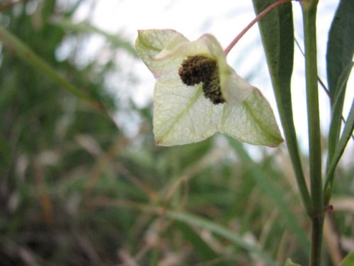 White Four-O'clock (Mirabilis albida)