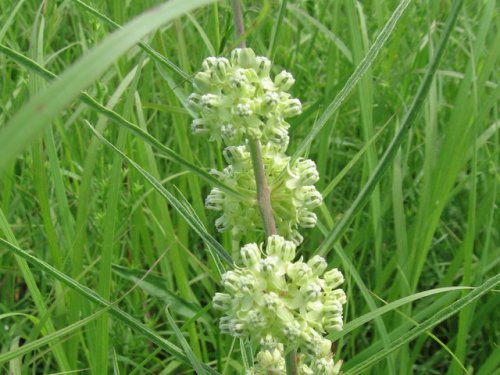 Narrowleaf Milkweed (Asclepias stenophylla)