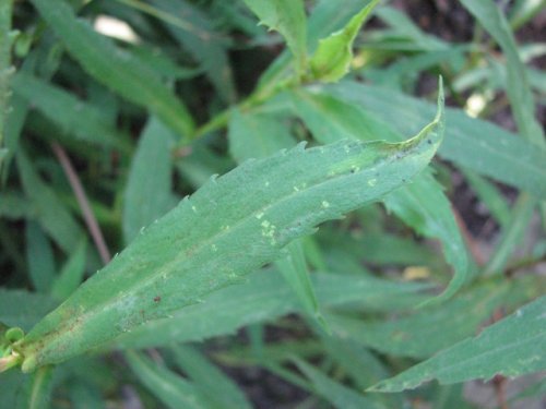 Lanceleaf Aster (Aster lanceolatus)