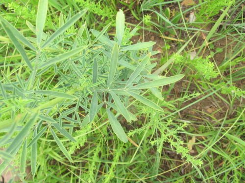 white prairie clover (Dalea candida)