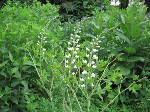 White Wild Indigo (Baptisia alba)