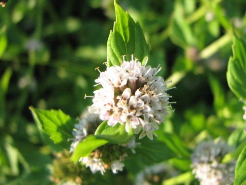 Field Mint (Mentha arvensis)