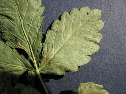 Woodland Agrimony (Agrimonia rostellata)