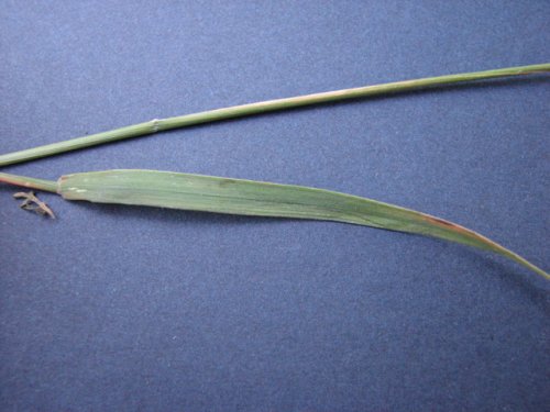 Red Top (Agrostis gigantea)