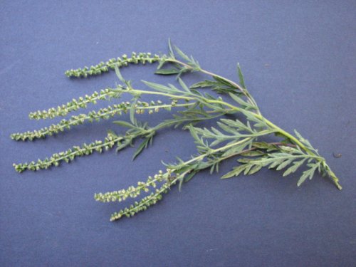 Pale Ragweed (Ambrosia artemisiifolia)