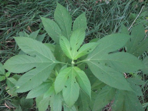 Giant Ragweed (Ambrosia trifida)