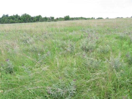 Lead Plant (Amorpha canescens)