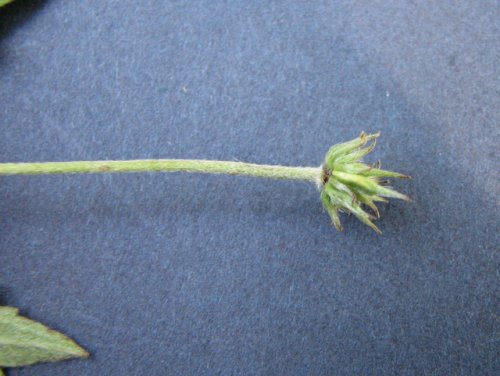 Canada Anemone (Anemone canadensis)