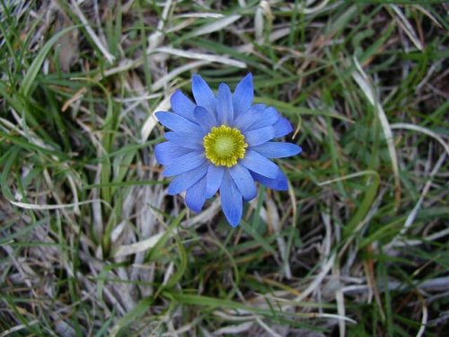 Carolina Anemone (Anemone caroliniana)