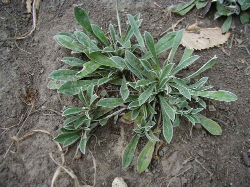 Field Pussytoes (Antennaria neglecta)