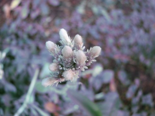 Plantain-leaf pussytoes (Antennaria plantaginifolia)