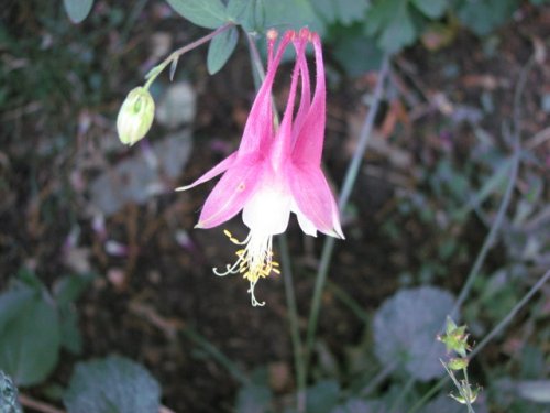 Red Columbine (Aquilegia canadensis)