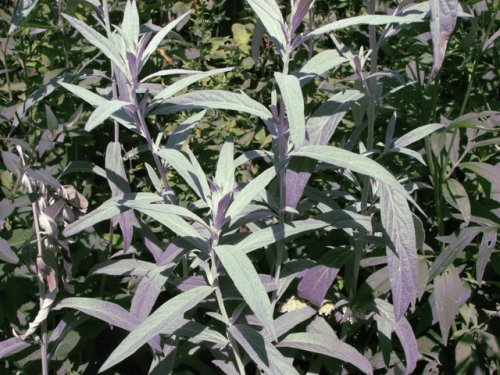 White Sage (Artemisia ludoviciana)