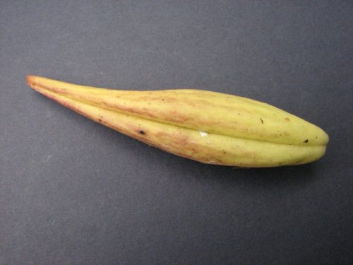 Bluntleaf Milkweed (Asclepias amplexicaulis)