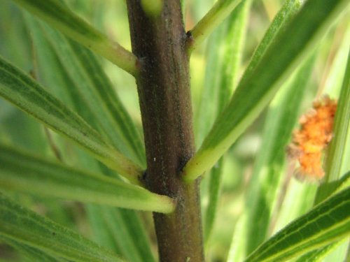 Tall Green Milkweed (Asclepias hirtella)