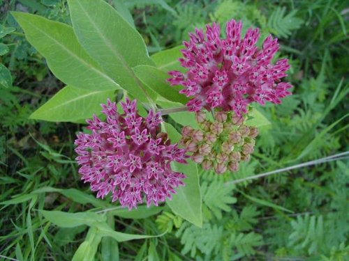 Purple Milkweed (Asclepias purpurascens)