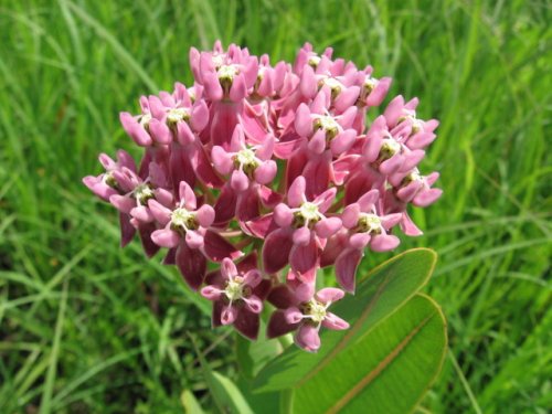 Smooth Milkweed (Asclepias sullivantii)