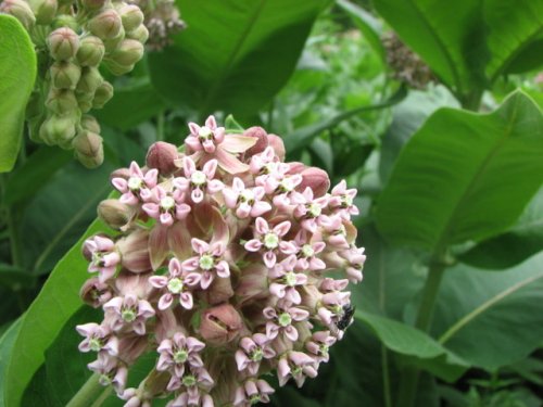 Common Milkweed (Asclepias syriaca)