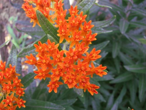 Butterfly Milkweed (Asclepias tuberosa)