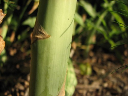 Asparagus (Asparagus officinalis)