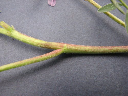 Ground Plum Milkvetch (Astragalus crassicarpus)