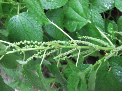 Bog Hemp (Boehmeria cylindrica)