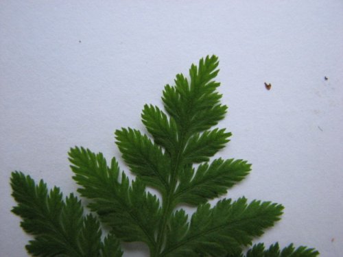 Rattlesnake Fern (Botrychium virginianum)