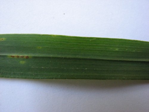 Canada Brome (Bromus pubescens)