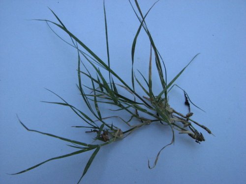 Buffalo Grass (Buchloe dactyloides)