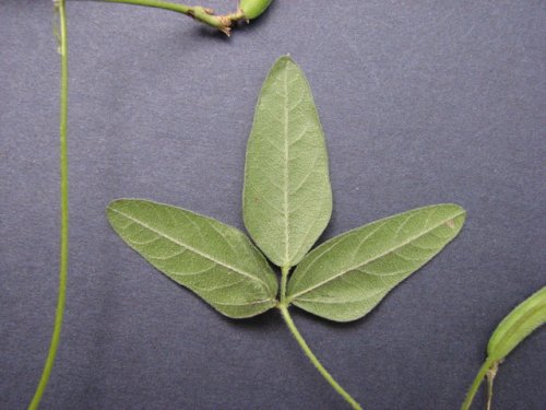 Trailing Wild Bean (Strophostyles helvolus)