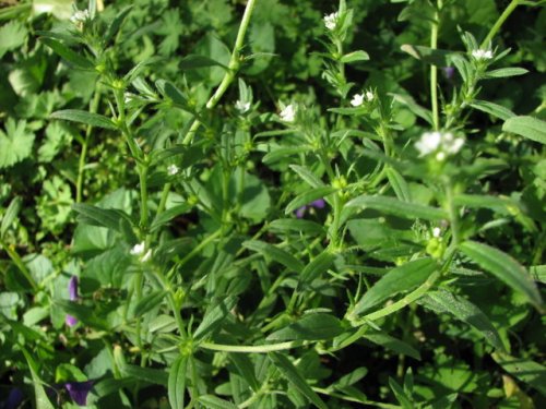 Corn Gromwell (Lithospermum arvense)