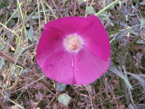 Purple Poppy Mallow (Callirhoe involucrata)