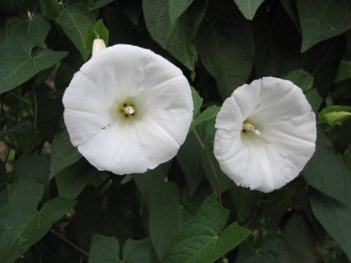 Common Hedge Bindweed (Calystegia sepium)