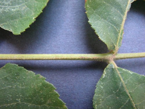 Shellbark Hickory (Carya laciniosa)