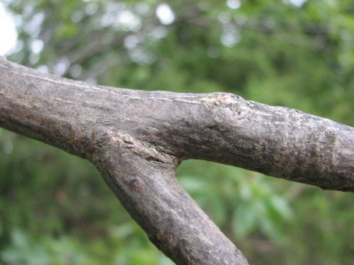 Shagbark Hickory (Carya ovata)