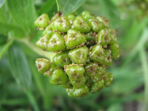 Inland New Jersey Tea (Ceanothus herbaceus)