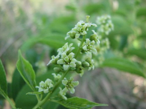 American Bittersweet (Celastrus scandens)