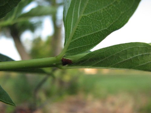 Buttonbush (Cephalanthus occidentalis)